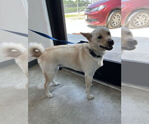 Shiba Inu-Unknown Mix Dogs for adoption in Minneapolis, MN, USA