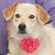 Australian Shepherd-Unknown Mix Dogs for adoption in Garfield Heights, OH, USA