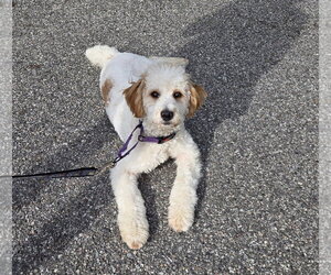 Cavapoo (Miniature) Dogs for adoption in Westwood, NJ, USA