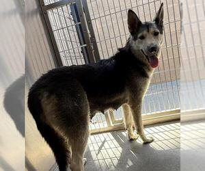 German Shepherd Dog-Siberian Husky Mix Dogs for adoption in Orange, CA, USA
