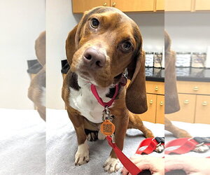 Beagle Dogs for adoption in Dunnellon, FL, USA