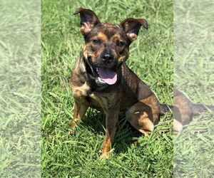 Mutt Dogs for adoption in Virginia Beach, VA, USA