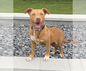 Labrador Retriever-Unknown Mix Dogs for adoption in Wesley Chapel, SC, USA