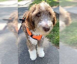 Aussiedoodle Dogs for adoption in Mount Airy, NC, USA