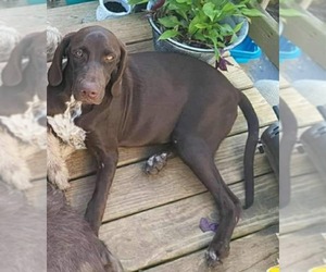 Pointer Dogs for adoption in Scottsboro, AL, USA