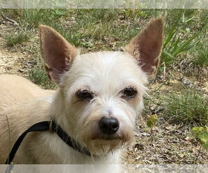 Chihuahua-Parson Russell Terrier Mix Dogs for adoption in Cookeville, TN, USA
