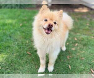 Pomeranian Dogs for adoption in San Clemente, CA, USA