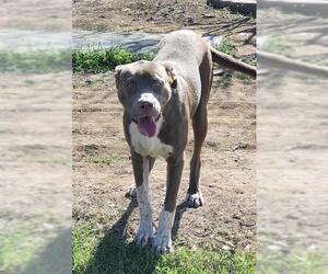 American Pit Bull Terrier-Unknown Mix Dogs for adoption in San Antonio, TX, USA