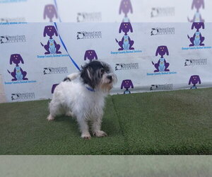 Shih Tzu-Unknown Mix Dogs for adoption in Orlando, FL, USA