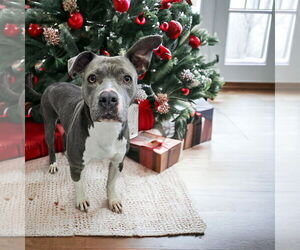 Mutt Dogs for adoption in Rochester, NY, USA