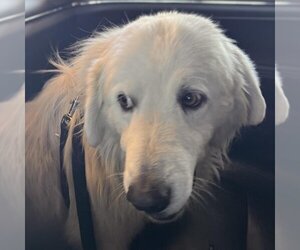 Great Pyrenees Dogs for adoption in Vail, AZ, USA
