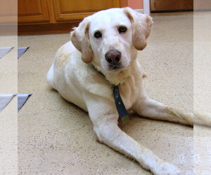 Labrador Retriever Dogs for adoption in York, SC, USA