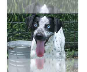 Medium Photo #3 Catahoula Leopard Dog-Unknown Mix Puppy For Sale in Abbeville, LA, USA