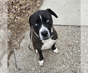 American Pit Bull Terrier-Labrador Retriever Mix Dogs for adoption in Evansville, IN, USA