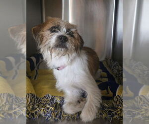 Mal-Shi Dogs for adoption in Foristell, MO, USA