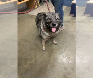 Keeshond-Unknown Mix Dogs for adoption in Fairfield, IL, USA