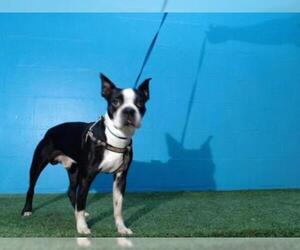 Boston Terrier Dogs for adoption in Orlando, FL, USA