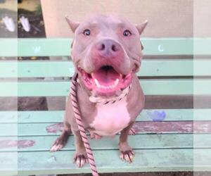 American Pit Bull Terrier Dogs for adoption in Long Beach, CA, USA