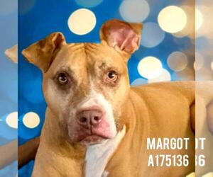 Mutt Dogs for adoption in Tulsa, OK, USA
