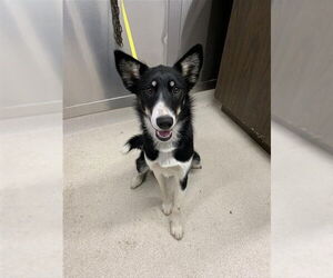 Huskies -Unknown Mix Dogs for adoption in Fairbanks, AK, USA