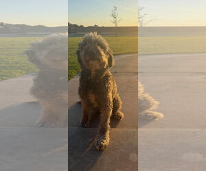 Poodle (Standard)-Unknown Mix Dogs for adoption in Grafton, WI, USA