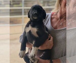 Labrador Retriever-Unknown Mix Dogs for adoption in Dana Point, CA, USA