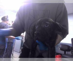 American Pit Bull Terrier-Unknown Mix Dogs for adoption in Tallahassee, FL, USA
