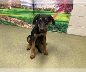 Doberman Pinscher-Unknown Mix Dogs for adoption in Moreno Valley, CA, USA