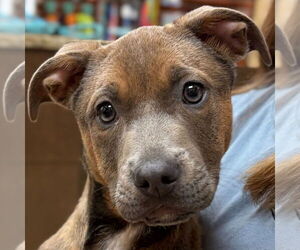 Mutt Dogs for adoption in Jefferson, WI, USA