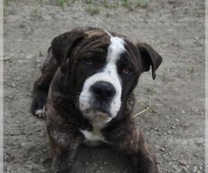 Bulldog-Unknown Mix Dogs for adoption in Dodson, MT, USA