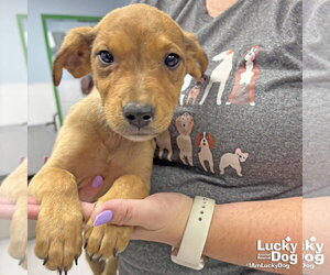 Labrador Retriever-Unknown Mix Dogs for adoption in Washington, DC, USA