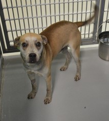 Black Mouth Cur Dogs for adoption in Bryan, TX, USA