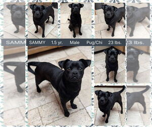 Pug-Unknown Mix Dogs for adoption in Mesa, AZ, USA