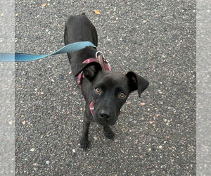 Chihuahua-Labrador Retriever Mix Dogs for adoption in Lakewood, CO, USA