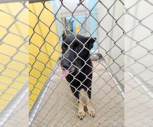 German Shepherd Dog Dogs for adoption in Temple, TX, USA