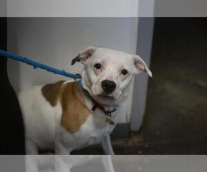 Mutt Dogs for adoption in Mountain Home, AR, USA