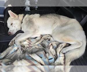 Huskies -Unknown Mix Dogs for adoption in San Antonio, TX, USA
