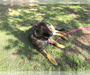 German Shepherd Dog-Unknown Mix Dogs for adoption in Tulsa, OK, USA