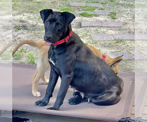 Labrador Retriever-Unknown Mix Dogs for adoption in Brewster, NY, USA