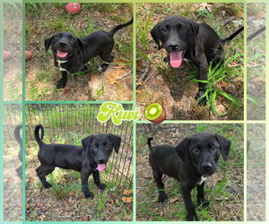 Labrador Retriever-Unknown Mix Dogs for adoption in Blacksburg, SC, USA