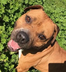 Bullboxer Pit Dogs for adoption in Seattle, WA, USA