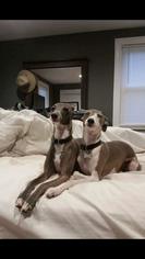 Italian Greyhound Dogs for adoption in Farmington, CT, USA
