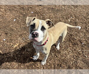 Mutt Dogs for adoption in McKinleyville, CA, USA