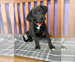 Labrador Retriever-Unknown Mix Dogs for adoption in Genesee, WI, USA