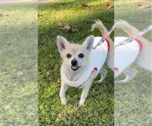 Chihuahua Dogs for adoption in Menifee, CA, USA