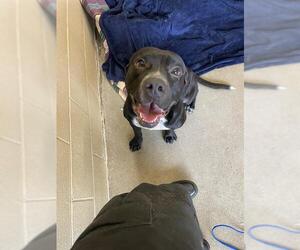 American Pit Bull Terrier-Unknown Mix Dogs for adoption in Waco, TX, USA