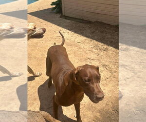 Great Dane Dogs for adoption in Bullard, TX, USA