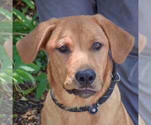 Golden Labrador Dogs for adoption in Huntley, IL, USA