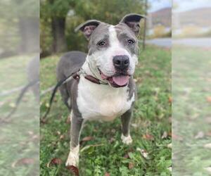 Bulldog Dogs for adoption in Whitestone, NY, USA
