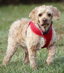 Cockapoo Dogs for adoption in Westminster, MD, USA
